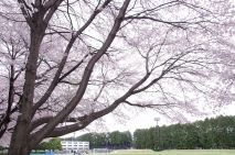 写真3枚4段目