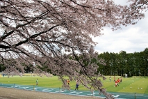 桜練習風景３枚